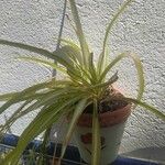 Chlorophytum comosumبرگ