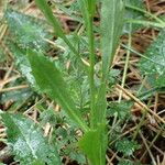 Lobelia urens Leaf