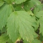 Actaea rubra Blatt