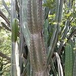 Cereus jamacaru List