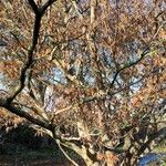 Acer carpinifolium Libunga