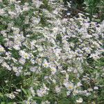 Erigeron strigosus Mosusu