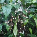 Clerodendrum laevifolium Flor