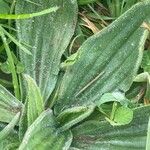 Plantago media Folla