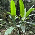 Musa ornata Feuille