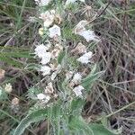 Echium italicum Floare