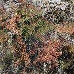 Hemionitis quadripinnata Συνήθη χαρακτηριστικά