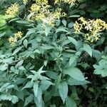 Senecio triangularis Habitat