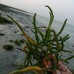 Salicornia perennis Yaprak