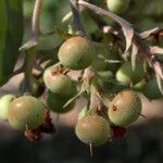 Arctostaphylos canescens 果