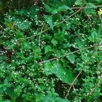 Galium rotundifolium Συνήθη χαρακτηριστικά