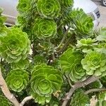 Aeonium balsamiferum 叶