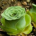 Aeonium aureum Φύλλο