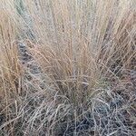 Molinia caerulea Blad