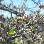 Rhus microphylla Ліст