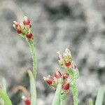 Plantago elongata Агульны выгляд