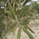 Olea europaeaFoglia