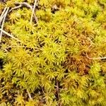 Sphagnum spp.Лист