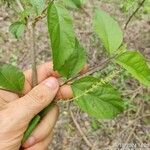 Aloysia virgata Kwiat