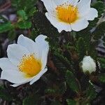 Dryas octopetala Cvet