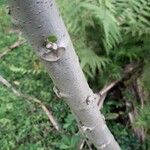 Abelmoschus moschatus Coajă