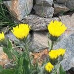 Hieracium villosum Flower