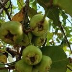 Syzygium samarangense Fruit