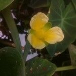 Limnocharis flava Floare