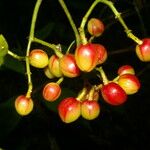 Chrysochlamys glauca Fruto