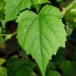 Abutilon megapotamicum Hoja