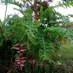 Heliconia chartacea Vivejo