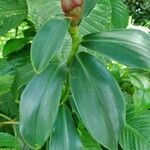 Costus spiralisLeaf