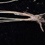 Juncus thomsonii Агульны выгляд