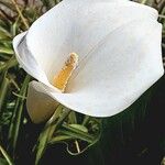 Zantedeschia aethiopica Blodyn