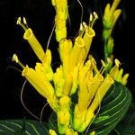 Sanchezia speciosa Цветок