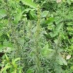 Artemisia biennis Flor