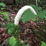 Chamaelirium luteum Flower