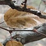 Carpinus turczaninovii Leaf