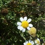 Anthemis maritima Květ