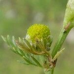 Matricaria discoidea Blomma