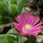 Delosperma brunnthaleri Кветка