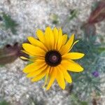 Rudbeckia fulgidaЦвят