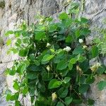 Capparis spinosa 叶