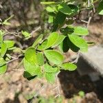 Diospyros texana Folha