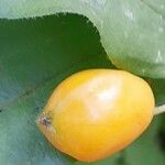 Prosartes smithii Fruit