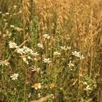 Anthemis cotula Kvet