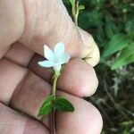 Vinca difformisFlower