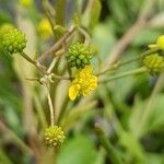 Ranunculus ophioglossifolius Fruto