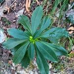 Daphne laureola Blad