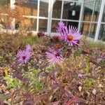 Symphyotrichum novae-angliaeFlower